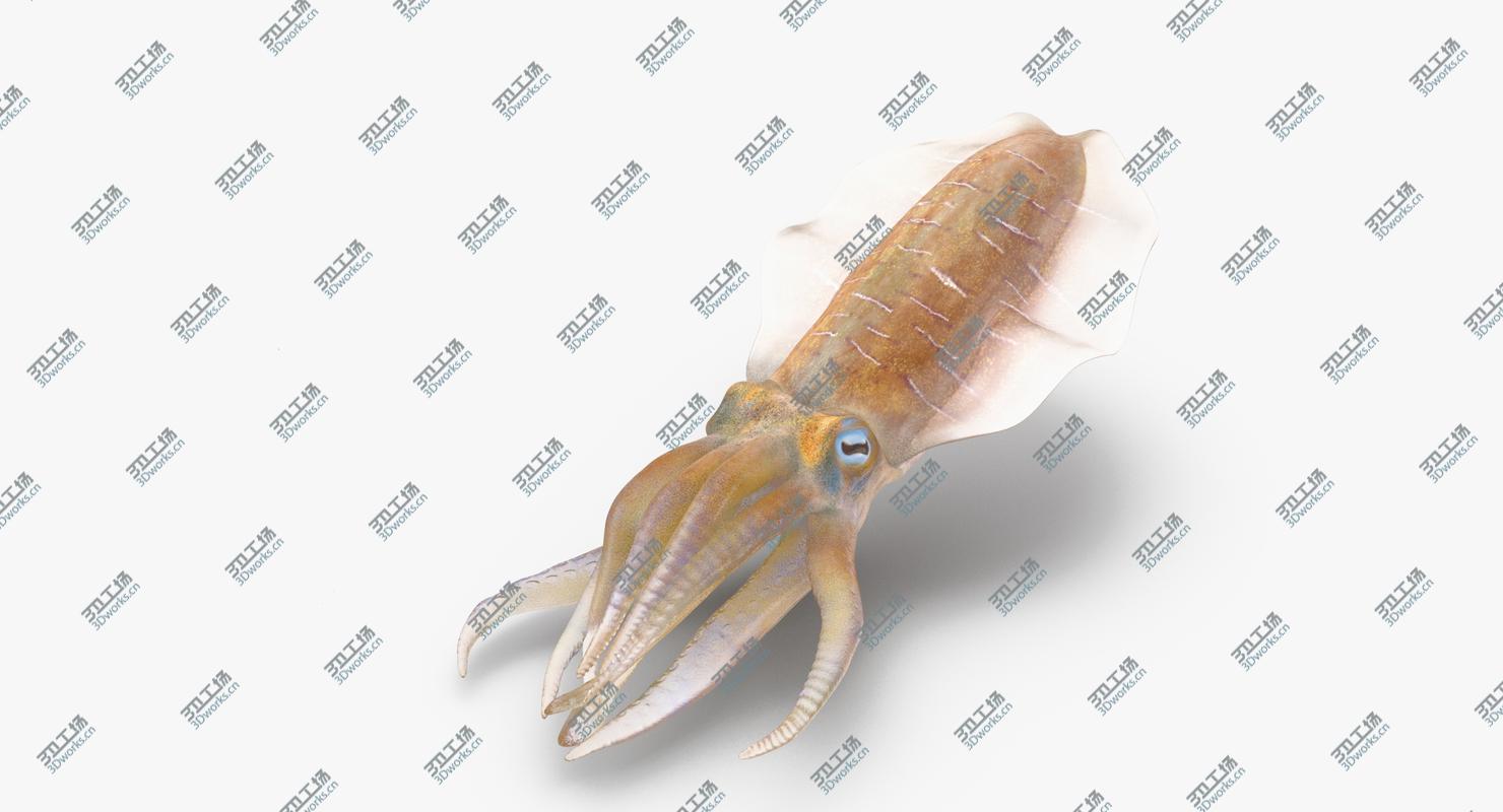 images/goods_img/2021040233/Squid - Rigged/4.jpg